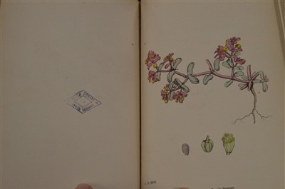 Lot 120 - Sowerby's English Botany