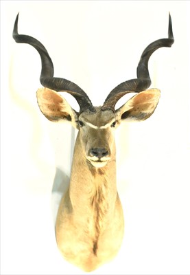 Lot 1018 - Taxidermy Kudu