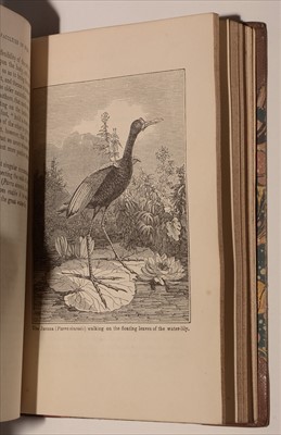 Lot 974 - The Library Of Entertaining Knowledge: Architecture Of Birds.