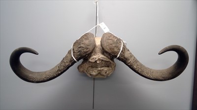 Lot 709 - Buffalo horns