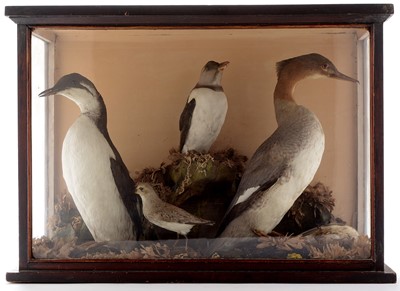 Lot 962 - Cabinet of British Seabirds