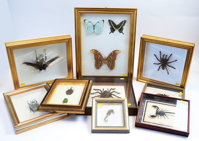 Lot 758 - Nine cased framed insect specimens.