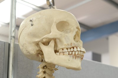 Lot 244 - A Human skeleton
