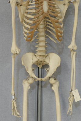Lot 244 - A Human skeleton