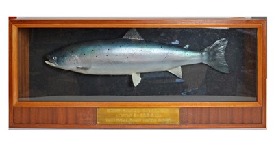 Lot 991 - A cased taxidermy salmon (Oncorhynchus nerka)