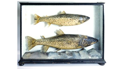 Lot 990 - A cased pair of early 20th Century taxidermy sea trout (Salmo trutta)