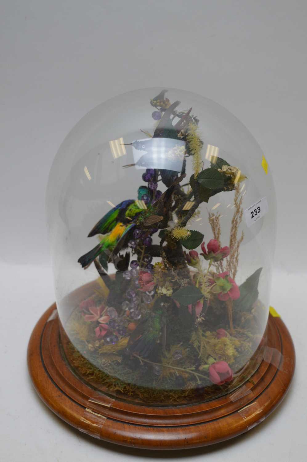 Lot 233 - A taxidermy study of five hummingbirds and...