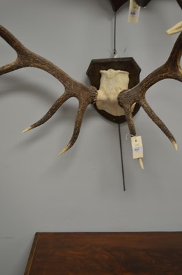 Lot 627 - A twelve-point Royal antlers with cap.