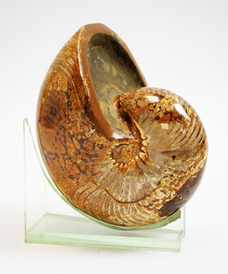 Lot 762 - A large polished fossil nautilus