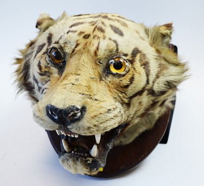 Lot 761 - Indian Tiger mounted head