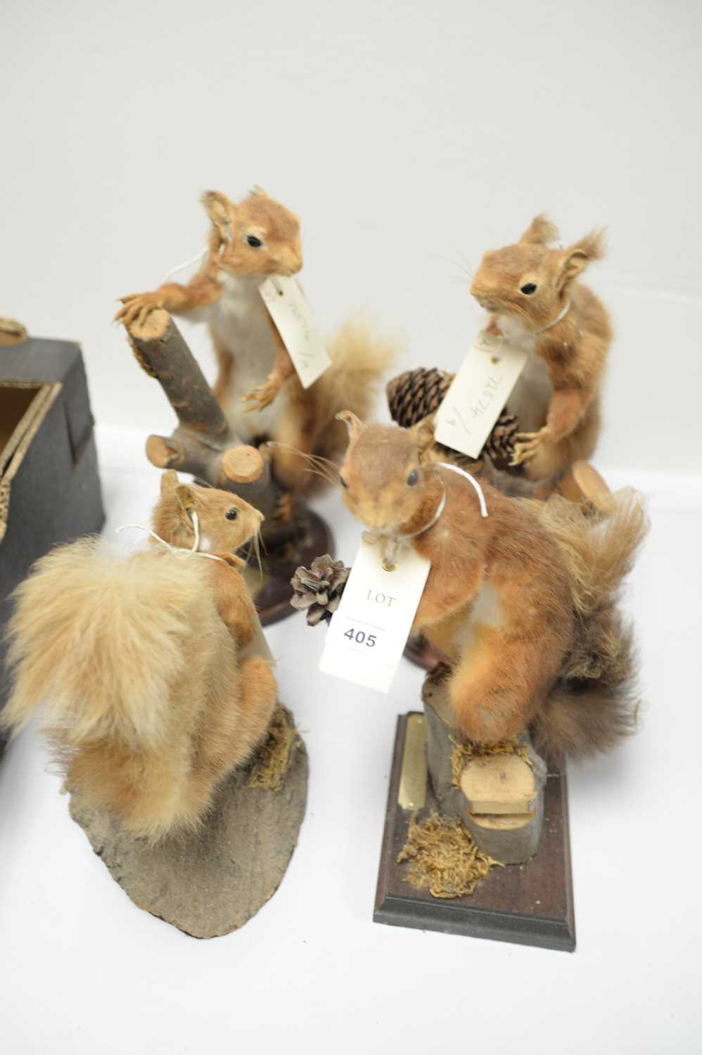 Lot 405 - Four late 20th-century taxidermy red squirrels