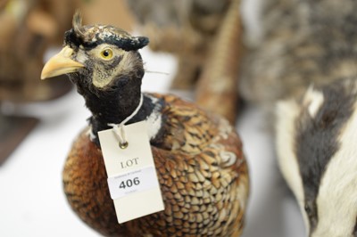 Lot 406 - Taxidermy pheasant, badger, owl and sparrowhawk