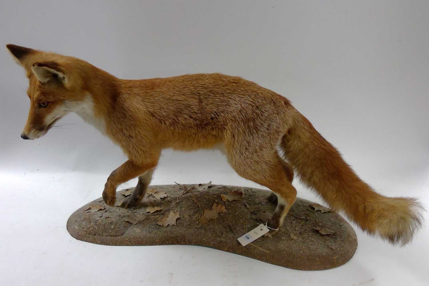 Lot 156 - Taxidermy of a fox cub
