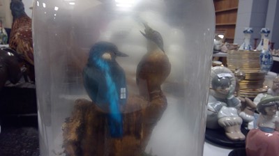 Lot 155 - Pair of stuffed and mounted Kingfishers.