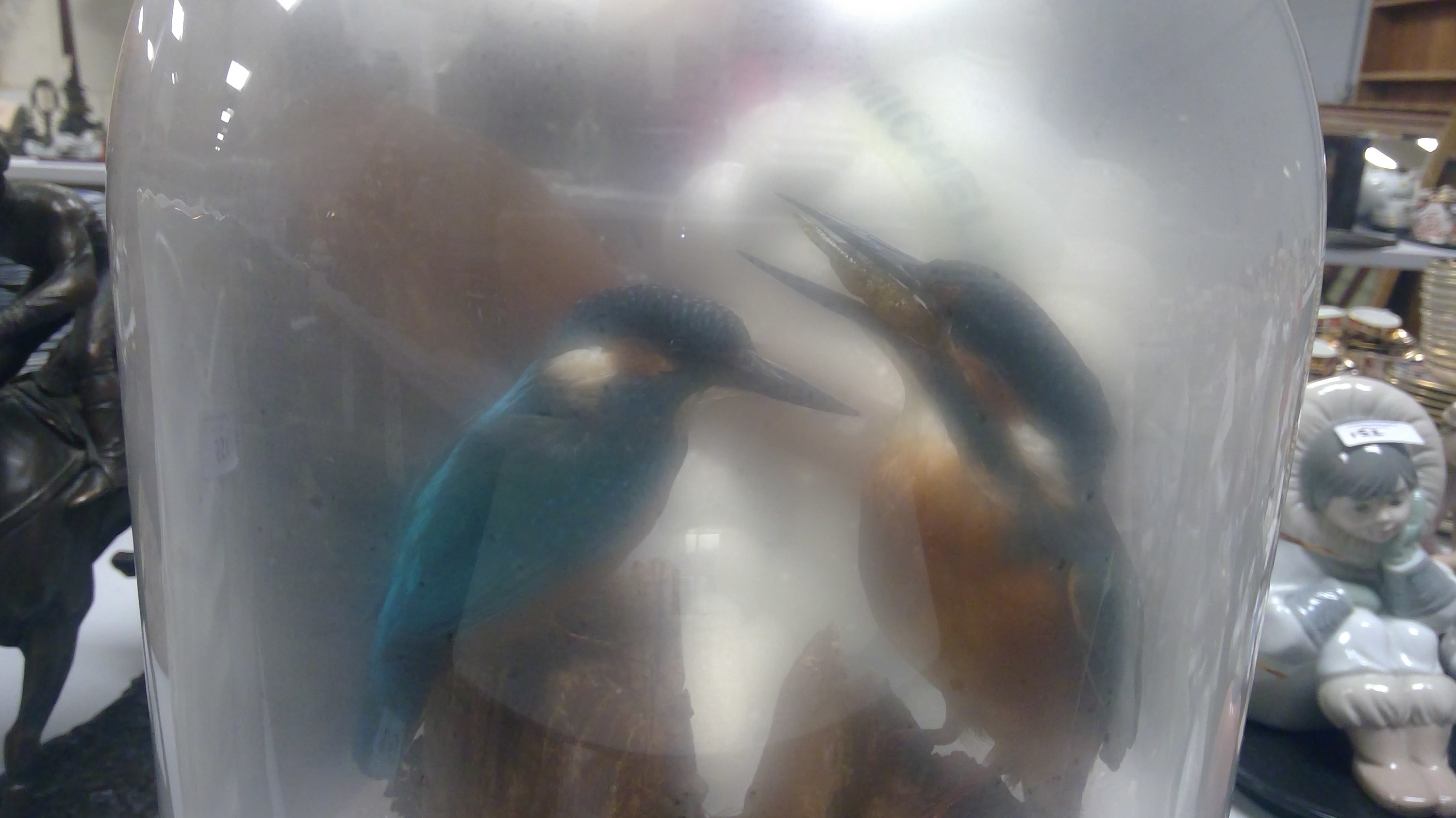 stuffed kingfisher for sale