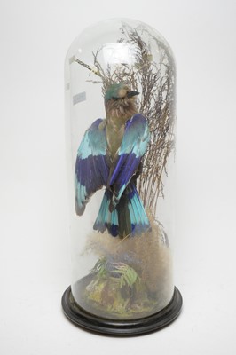 Lot 771 - A mounted taxidermy Indian roller.