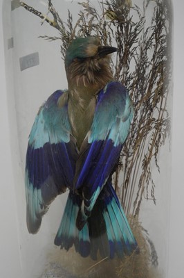 Lot 771 - A mounted taxidermy Indian roller.