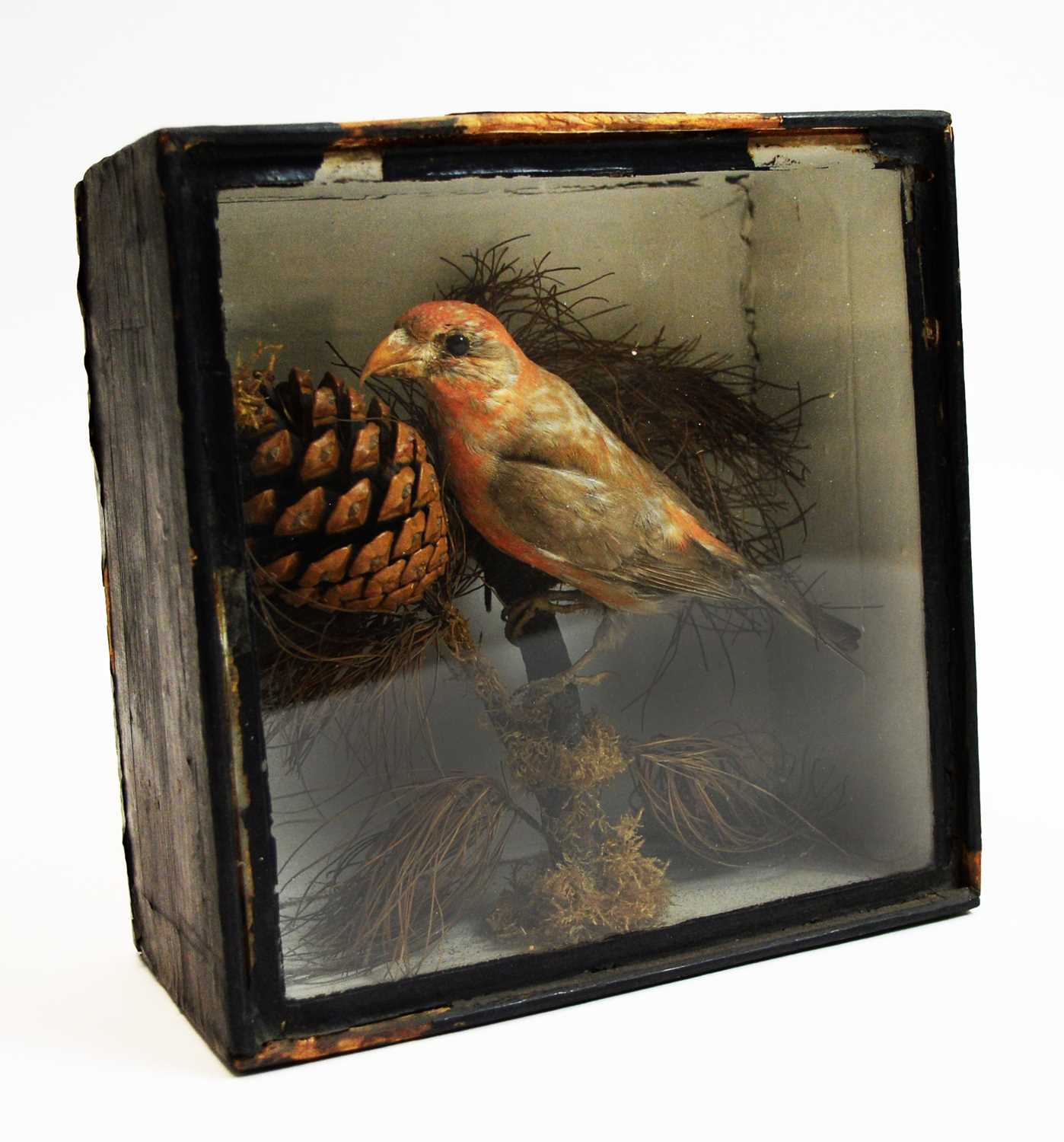 Lot 760 - Taxidermy: Crossbill.