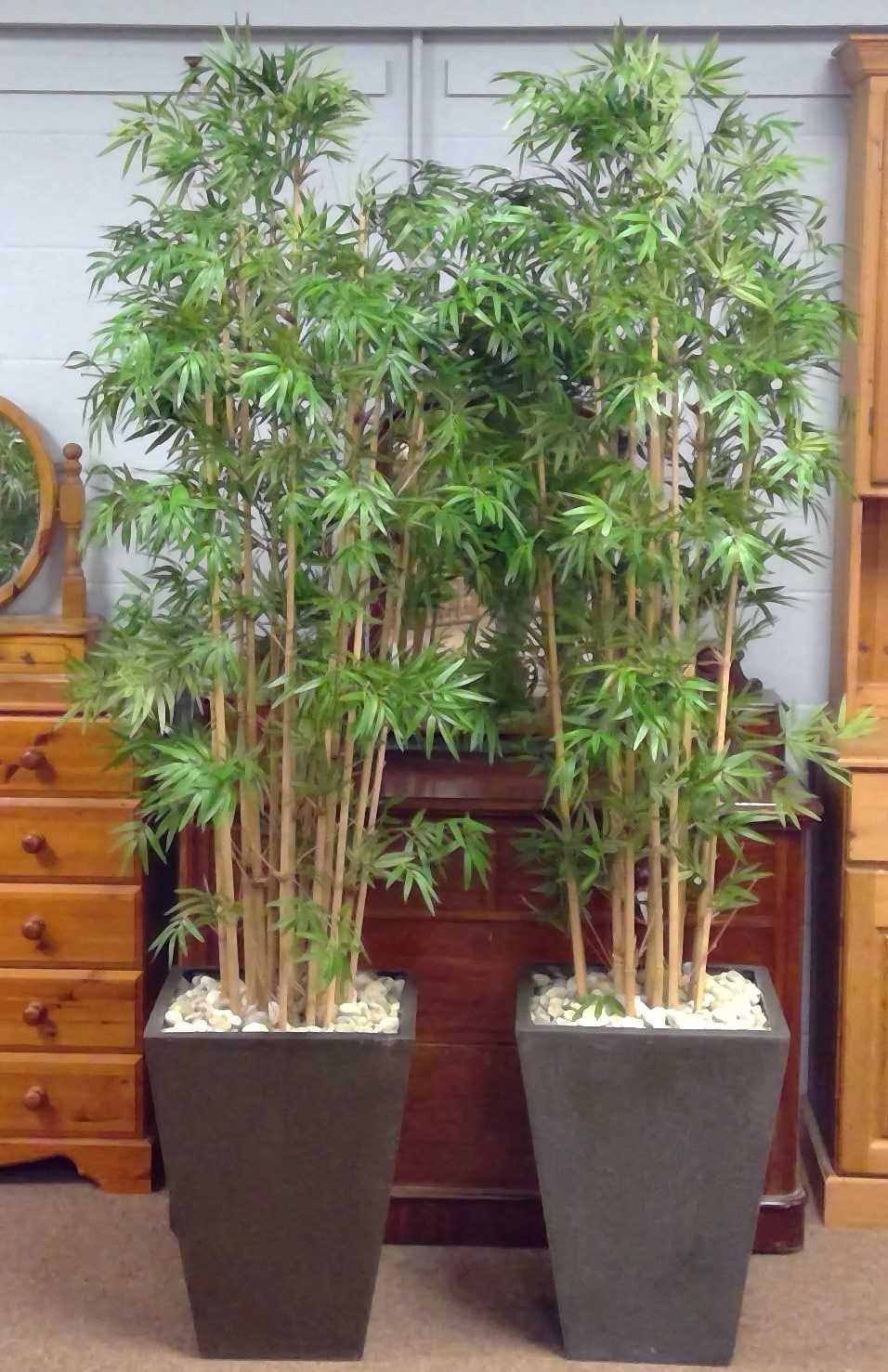 Lot 550 - A pair of bamboo effect plants