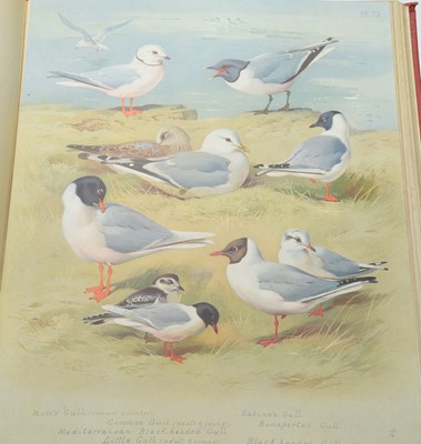 Lot 7 - Thorburn (Archibald) British Birds.