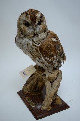 Lot 388 - Taxidermy study of a tawny owl; and a sparrow hawk.