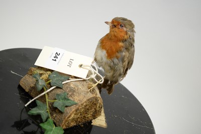 Lot 241 - Two taxidermy specimens; and a tin metal box.