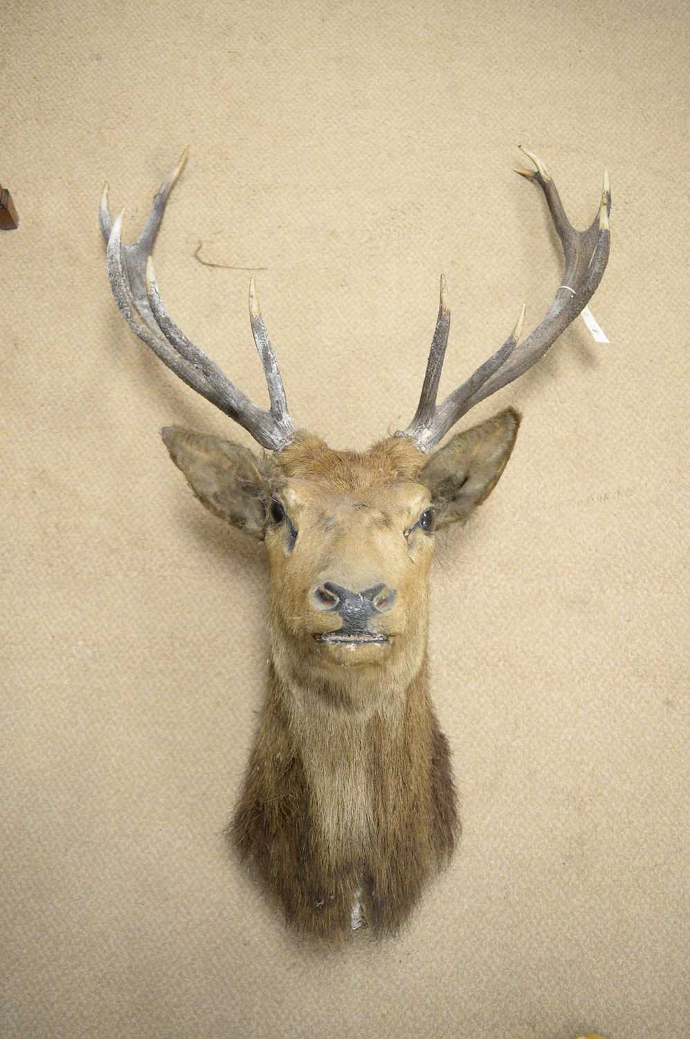 Lot 467 - A red deer stag mounted head trophy