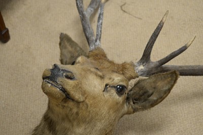 Lot 467 - A red deer stag mounted head trophy