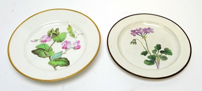 Lot 497 - Derby botanical plate, Swansea botanical plate