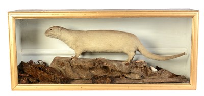 Lot 513 - A 19th Century taxidermy white otter