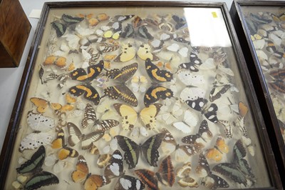 Lot 534 - Early 20th Century Lepidoptera specimen collection