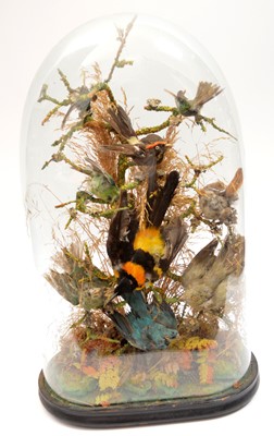 Lot 592 - A taxidermy diorama of birds of paradise