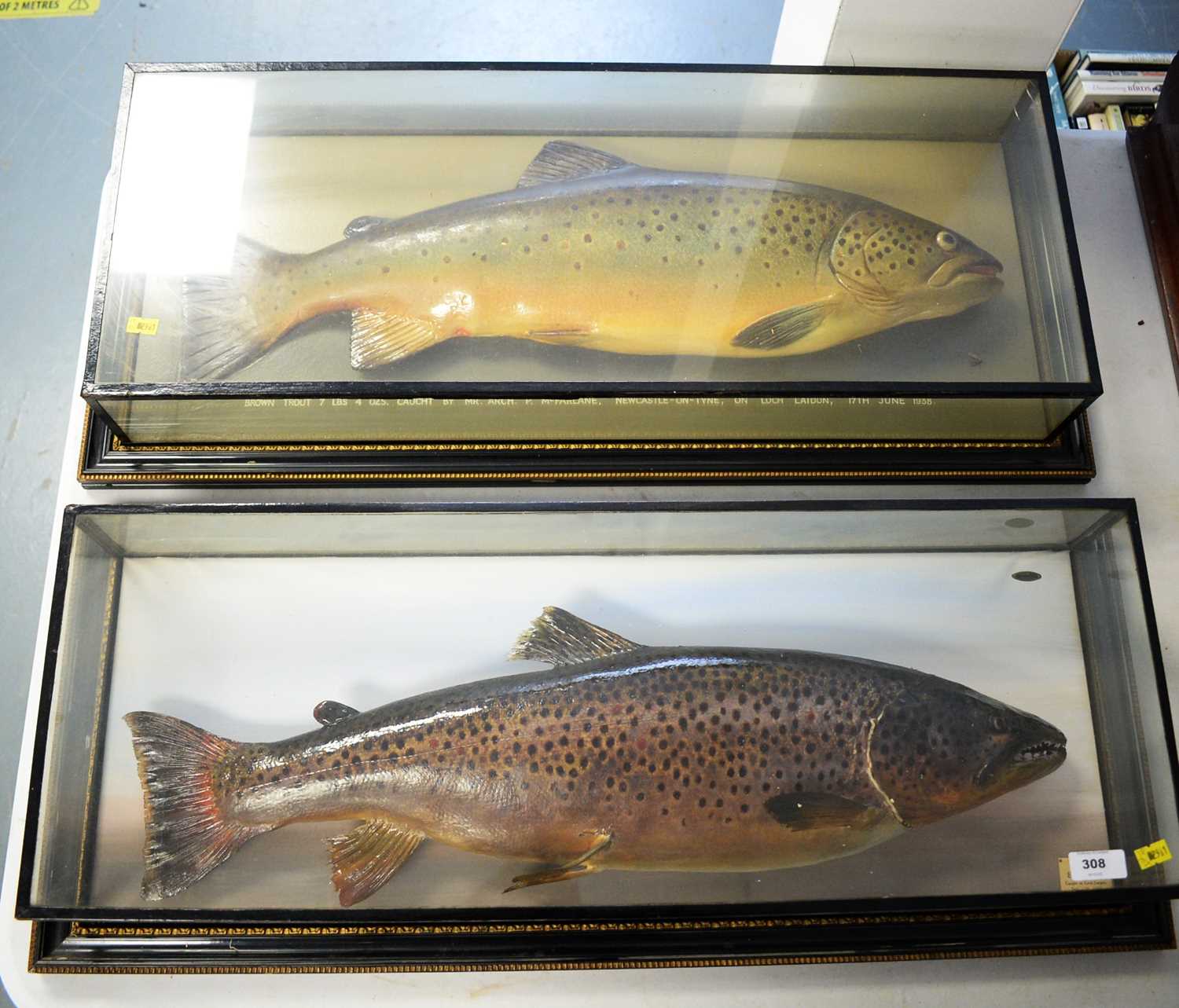 Lot 308 - Two cased taxidermy brown trout