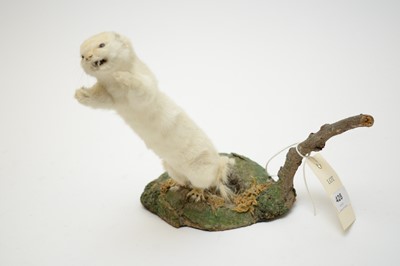 Lot 428 - A taxidermy stoat
