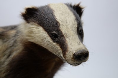 Lot 404 - A taxidermy badger