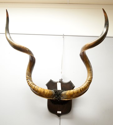 Lot 136 - A pair of Kudu horns