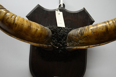 Lot 136 - A pair of Kudu horns