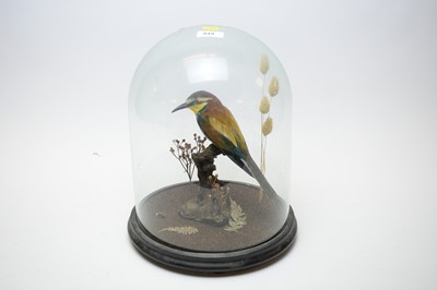 Lot 449 - A taxidermy bee eater