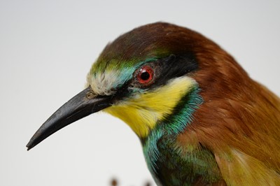 Lot 449 - A taxidermy bee eater