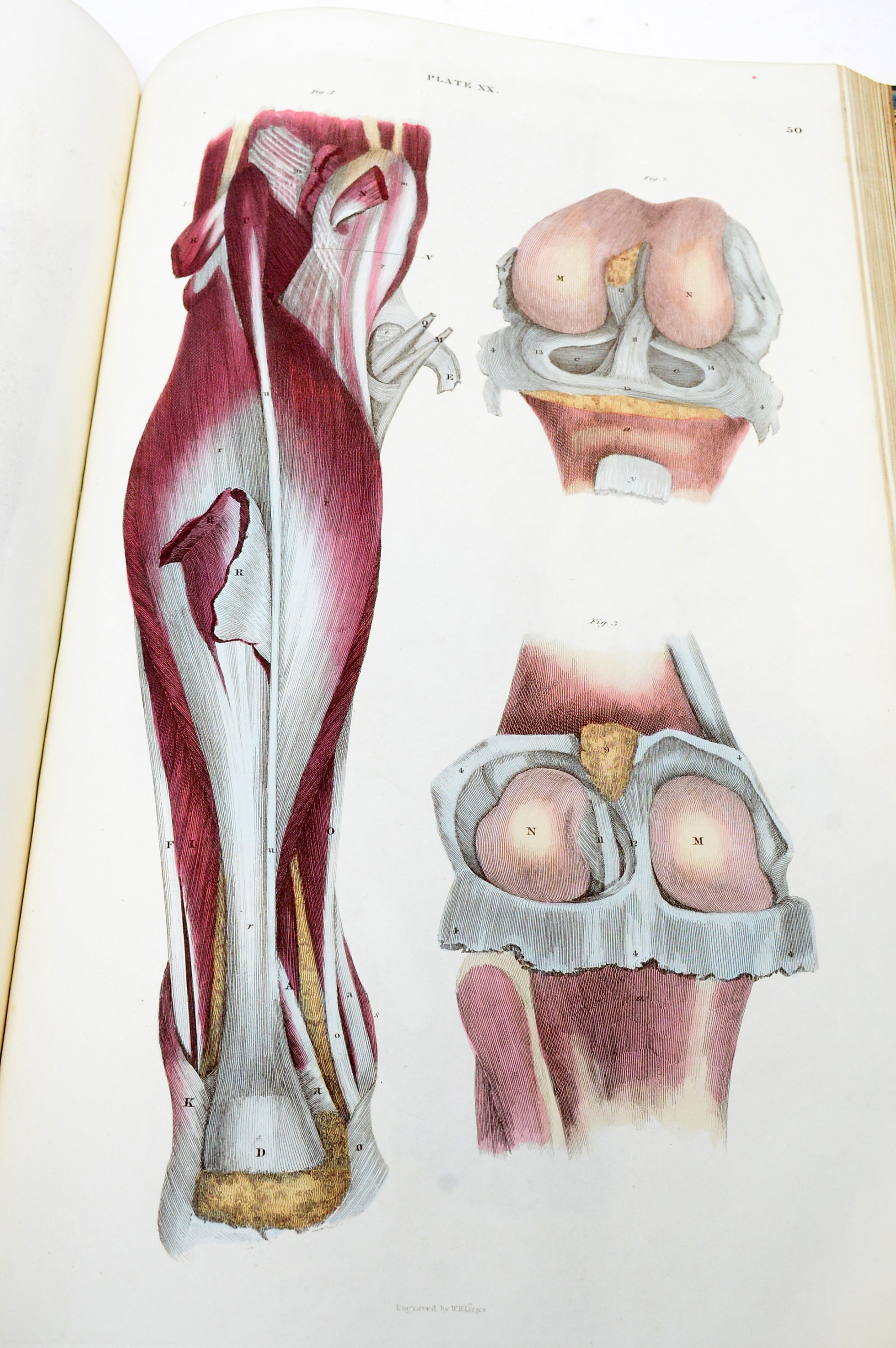 Human Anatomy Antique Anatomical Illustration, Head and Neck 1 - Lizars 1824 'System of Anatomical outlet Plates'