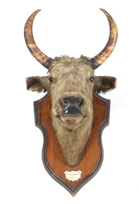 Lot 593 - Chillingham wild cattle interest: a stuffed and mounted horned cow's head