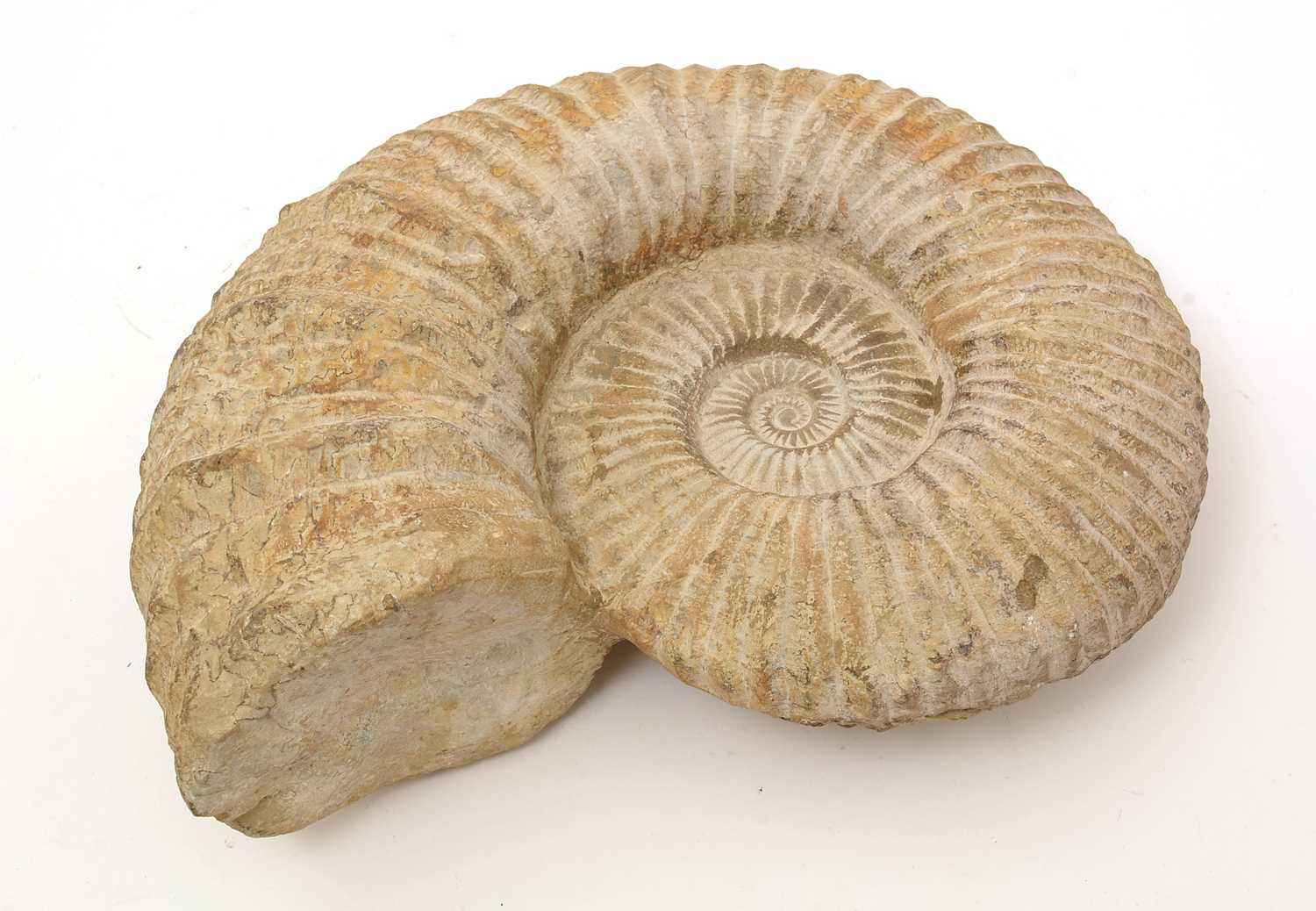 Lot 874 - Cretaceous Period fossil ammonite