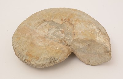 Lot 874 - Cretaceous Period fossil ammonite