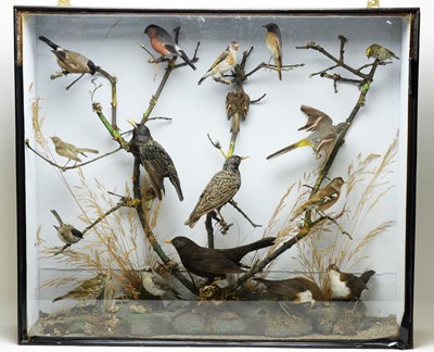 Lot 1010 - An early 20th Century display of taxidermy British Garden birds