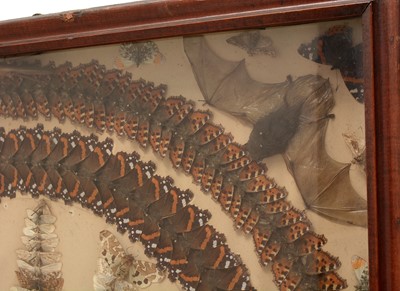 Lot 876 - A late 19th Century taxidermy display of British butterflies and bats.