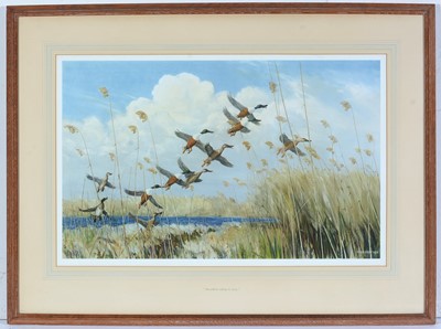Lot 3 - After Peter Scott - Shovellers Taking to Wing | lithograph