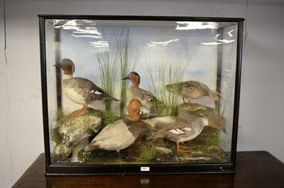 Lot 492 - A taxidermy duck display.