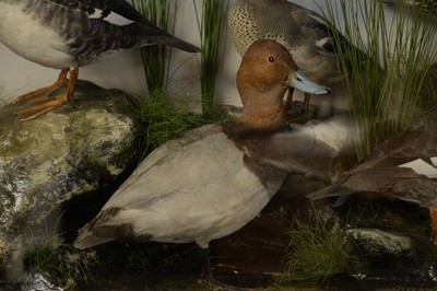 Lot 492 - A taxidermy duck display.