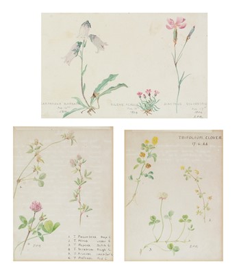 Lot 86 - 19th Century British School - Botanical Studies | watercolour