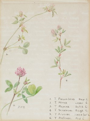 Lot 86 - 19th Century British School - Botanical Studies | watercolour